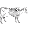 Cow Skeletal Anatomy