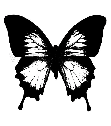 Butterfly Wings Vector